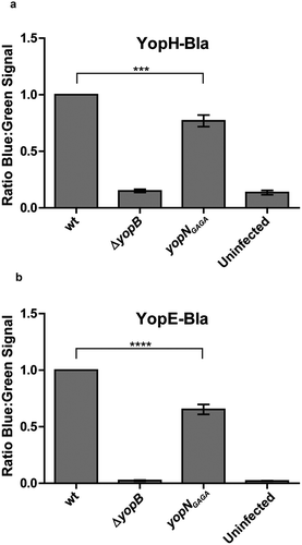 Figure 5. YopH and YopE translocation in strains expressing YopNGAGA in cis. YopH-Bla (a) or YopE-Bla (b) were introduced into wt, ΔyopB and yopNGAGA strains. HeLa cells were infected with the different strains for 30 min. Translocation levels were calculated as the ratio of blue:green signals after subtracting background levels. The results shown are from 3 independent experiments done as triplicates and normalised to cells infected with the wt strain. The mean values ± SEM from 3 independent experiments are shown. yopNGAGA samples were compared to wt using one-way ANOVA followed by the Bonferroni posttest; ***, P < 0.001.; ****, P < 0.0001.
