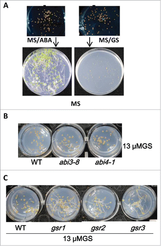 Figure 1. The pleiotropic effects of germostatin on Arabidopsis seed germination. (A) The different effects of germostatin (GS) and ABA on seed germiantion. Seeds of Col-0 were sowed on 1/2 MS medium with 10 µM ABA (left) and 15µM GS (right) for 36 hours in dark. After 36-hour incubation the seeds were moved to 1/2 MS medium for 3-day incubation in dark. (B) ABA insensitive mutants are not resistant to germostatin (GS). Wild-type (Col-0), abi3-8 and abi4-1 were grown on 1/2 MS with 13 µM germostatin (GS) for 36 hours in dark. (C) Multiple GS resistant mutants were acquired from mutant screenings. gsr1, gsr2, and gsr3 were GS resistant mutants. The seeds of Col-0 (WT), gsr1, gsr2, and gsr3 were sowed on 13 µM germostatin (GS) and incubated for 3 d in dark.