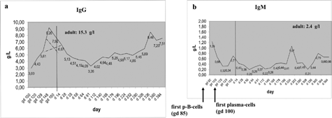 FIG. 3. (a) IgG measured from gd 92 to the 1-year-old animal; the pre-birth IgG is suspected to derive from the mother animals by transplacental permeation. Dotted lines give the IgG levels as suspected maternal vs. intrinsic origin; (b) IgM measured from gd 92 to the 1-year-old animal; the pre-birth IgM is suspected to derive from the fetus as it is not placenta permeable. Pre-natal data are collected from 8 individuals; post-natal data are won by repeated collection from 38 individuals.