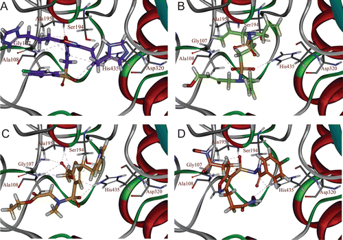 Figure 7.  Binding orientations of the optimized compounds in the active site of Cease: (A) OPT-SEW-5, (B) OPT-NCI-1, (C) OPT-GK-1, and (D) OPT-CD-2 are shown in blue, green, yellow, and orange colours, respectively. Hydrogen bonds are shown in dotted lines.