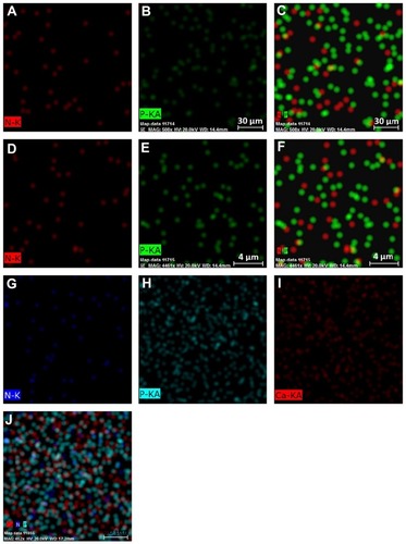 Figure 5 The EDX elemental mapping of PLLA/DP corresponding (A) nitrogen, (B) phosphor, (C) nitrogen and phosphor, elemental mapping of PLLA/PEO/DP corresponding (D) nitrogen, (E) phosphor, (F) nitrogen and phosphor, and elemental mapping of PLLA/PEO/HA/DP corresponding (G) nitrogen, (H) phosphor, (I) calcium, (J) nitrogen, phosphor and calcium.