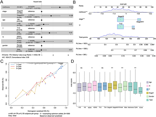 Figure 3 Relationship between risk score and clinical characteristics. (A) Multivariate Cox analysis of clinical features and risk scores; (B) The nomogram for predicting the probability of OS; (C) calibration diagram of nomograph in 1, 3, and 5-year in patients with different TMB; (D) risk scores among different clinical subgroups. *P < 0.05; **P < 0.01; *** P < 0.001.