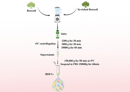Figure 1 Schematic illustration of the isolation of extracellular vesicles derived from Se-riched broccoli (Se-BDEVs) and conventional broccoli (cBDEVs).