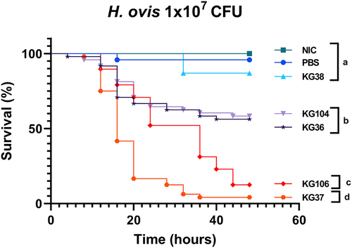 Figure 5. Survival rate of G. mellonella larvae injected with 1 × 107 CFU of H. ovis isolates KG36, KG37, KG38, KG104, and KG106 and incubated for 48 h at 36°C. Survival data were plotted using the Kaplan–Meier method and comparisons between groups were made using the log-rank test with a Bonferroni adjusted p-value for multiple comparisons of p < 0.001. Each lowercase letter (a–d) denotes statistically significant differences between the Kaplan–Meier survival curves. Curves labeled with the same letter were not statistically significantly different from each other.