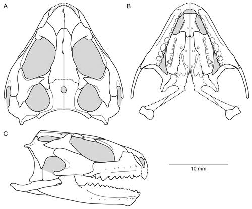 Figure 27. Line drawing reconstruction of the skull (minus the braincase) and lower jaws of Opisthiamimus gregori gen. et sp. nov. based on observations of the holotype and referred specimens (USNM PAL 720475, 720476, 722041) and our three-dimensional reconstructions (e.g. Fig. 4; Supplemental material, Fig. S4). A, dorsal view; B, ventral view; C, right lateral view. Light grey represents cranial openings (i.e. orbit, choana, upper and lower temporal, infraorbital and suborbital fenestrae, external nares) and foramina (i.e. parietal, mandibular); dashed lines represent hypothesized contours.