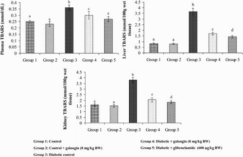 Figure 2. Effect of galangin on TBARS in the plasma and tissues of normal and STZ-induced diabetic rats. Values are given as means ± SD from six rats in each group. Group 1 is significantly not different from group 2 (a, a) (P < 0.05). Group 4 and 5 are significantly different from group 3 (b vs. c, a, d) (P < 0.05).