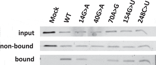 Figure 4. Association of Rpp25 with 3’-S1m-MRP RNAs. 3’-S1m-MRP RNAs (mutants indicated by nucleotide substitutions) were isolated from transfected HEK293T cells using streptavidin beads. Input, non-bound and bound material were analysed by Western blotting using a polyclonal anti-Rpp25 antibody. Equivalent amounts of input and non-bound fractions were loaded. The relative amount of bound material analysed was based on the amount of bound S1m-MRP quantified by northern blotting. Mock refers to material isolated from a cell lysate of untransfected cells.