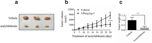 Figure 5. Acetylshikonin inhibits DLBCL cell growth in vivo. (a-b) The effect of acetylshikonin on the size of tumors was assessed. Vehicle or acetylshikonin (120 mg.kg−1 body weight) was administered by gavage. Data are shown as mean values ± SD, from n = 6 in each group. (c) Tumor weight was measured after treatment on the last day of the study. Data are shown as mean values ± SD (***p < 0.001, n = 6).