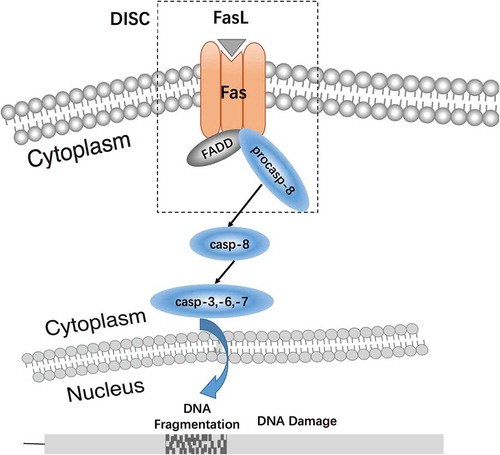 Figure 1. The function of Fas/FasL signaling pathway. The Fas/FasL signaling pathway is one of the major regulatory pathways of apoptosis. FasL induces the formation of the Fas trimer, in which the three death domains (DD) of Fas cluster together and bind to FasL. This Fas trimer recruits and binds to the N-terminal death effector domain (DED) of the cytoplasmic adapter protein, Fas associated death domain (FADD), and transmits the apoptotic signal to procaspase-8. The formation of the death-inducing signaling complex (DISC), which is constituted by the Fas-FasL-FADD-procaspase-8 on the cell membrane, leads to caspase hydrolysis and a series of enzyme-linked reactions. The DNA-degrading enzyme is ultimately activated, which results in degradation of DNA and induces cell apoptosis (Xu et al. Citation2016).