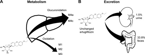 Figure 2 (A) Hepatic metabolism of ertugliflozin. Its primary biotransformation pathway is glucuronidation, through UDP-glucuronosyltranferase isozyme IA9, which is involved in the formation of the two main ertugliflozin metabolites: ertugliflozin-4-β-O-glucuronide and ertugliflozin-3-β-O-glucuronide (M4a and M4c). Oxidative metabolic pathway plays a lesser role, through cytochrome P450 (P450), to yield monohydroxylated metabolites (M1 and M3) and des-ethyl ertugliflozin (M2). (B) Excretion of unchanged ertugliflozin.