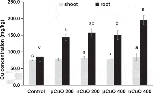 Figure 1. Copper concentrations in shoots and roots of lettuce plants grown for 60 days in soil amended with CuO nanoparticles (nCuO) or microparticles (μCuO) at 0 (control), 200 and 400 mg/kg. Data are means of four replicates ± standard deviation. Different letters among columns indicate statically significant differences at p ≤ 0.05.