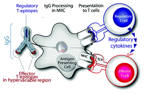 Figure 1. Hypothesized Tregitope mechanism of action. Treg epitopes (Tregitopes) present in Fc and Fab domain of IgG drive tolerance to neo-epitopes pre-sent in the Fab hypervariable domains. EpiVax discovered conserved T -cell epitopes in IgG that engage natural Treg. We hypothesize that Tregitopes (dark blue) activate Treg that lead to bystander suppression of effector T cells that recognize effector epitopes (red) and, depending on the context, induction of antigen-specific Tregs (aTregs) to these epitopes.
