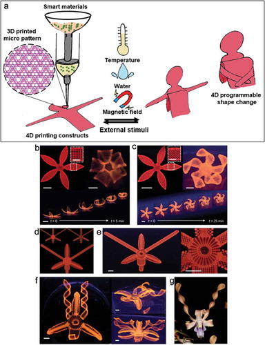 Figure 1. a) The schematics of the 4D-printing method which allows flat-constructs to be assembled and shifted with external stimuli such as magnetic field, heat, and water. b and c) Simple flowers pattern with various bilayers oriented with respect to the long axis of each petal. d-g) A 3D-printed orchid structure e) and time-lapse transformation into a more complex 3D structure stemming from swelling effects. f and g) The orchid flower could demonstrate a range of morphologies inspired by a native orchid (scale bars, 5 mm). Figure partially adapted from [Citation13] with permission of Springer Nature.