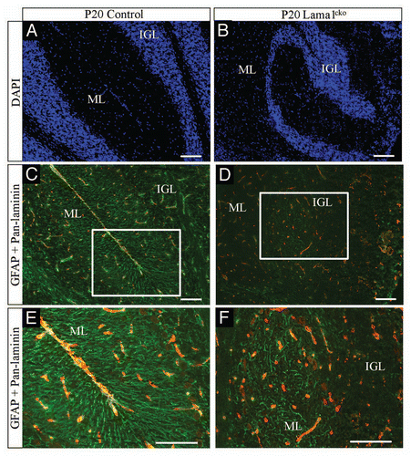 Figure 10 Abnormal Bergmann glia network in P20 Lama1cko animals. Coronal sections of P20 control (A, C and E) and Lama1cko (B, D and F) cerebella stained with DAPI to reveal cellular organization (A and B), GFAP antibody to reveal glial fibers (green color) and pan-laminin antibody to reveal the basement membrane (red color) (C–F). Scale bar: 100 µm. ML, Molecular Layer; IGL, Internal Granular Layer.