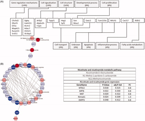 Figure 2. (A) Genes differentially expressed in NU-contaminated kidneys. (B) Nicotinate-nicotinamide network (MetScape application of Cytoscape). Discriminant genes (deep blue) and metabolites (dark red) are shown. The p value was not adjusted in order to reveal putative experimental multiscale links.