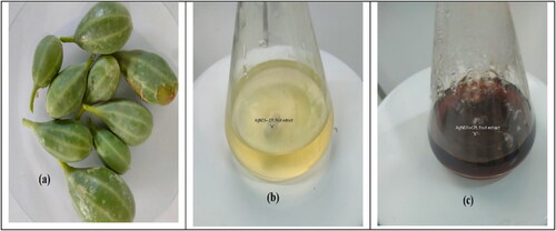 Figure 2. (a) Capparis spinosa fruit. (b & c) Colour change in the solution after the addition of CPL fruit extract.