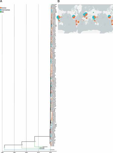 Figure 8. Time-scaled phylogenetic tree and spatial-dynamics of SARS-CoV-2. (a) Bayesian analyses was inferred from 149 SARS-CoV-2 sequences using the tip-dating method with UCLN through BEAST. The estimated TMRCA date for SARS-CoV-2 was at 1983–01-28 (95% HPD interval = [1961–07-13, 2005-12-09]). Tree topology reveals that virus isolated from Manis javanica is the most closely related to TMRCA and represents part of the basal tree with bat-associated viruses. Similar to MERS-CoV, viruses found in intermediate animals and human are highly related. Each node is coded to indicate the posterior probability (PP) value. Branch lengths show divergence, and colour codes indicate host; (b) Map analysis represents the propagation and evolution of SARS-CoV-2 genomes and provides insight into the possible geographic origin for each host with sampling dates between 2010–12-06 and 2021–04-02, indicating a complex and interconnected network of viral genomes. Map was created using the data integration and visualization provided by Nexstrain using metadata related to SARS-CoV-2 (Supplementary Table S3).