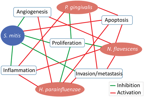 Figure 7. High-level summary. A summary of major transcriptional changes induced by the test species in the OSCC cell lines, incorporating results from IPA and GSEA analyses.