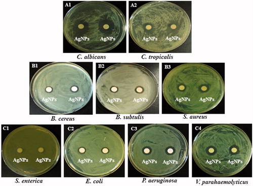 Figure 4. Zones of inhibition of 50 μL of silver nanoparticles against Candida albicans [KACC 30062] (A1), Candida tropicalis [KCTC 7909] (A2), Bacillus cereus [ATCC 14579] (B1), Bacillus subtulis [KACC 14741] (B2), Staphylococcus aureus [ATCC 6538] (B3), Salmonella enterica [ATCC 13076] (C1), Escherichia coli [ATCC 10798] (C2), Pseudomonas aeruginosa [ATCC 6538] (C3), and Vibrio parahaemolyticus [ATCC 33844] (C4). Note: AgNPs are silver nanoparticles solution (in water).