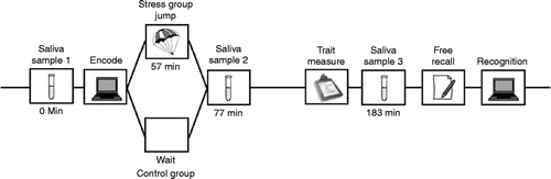 Figure 1.  The procedures and timeline of the experiment. The experimental session began at approximately 09:30 h. Saliva sample 1 was at “Time 1”, sample 2 was at “Time 2”, and sample 3 was at “Time 3” as in the results text.