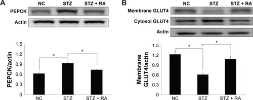Figure 5 Effect of RA on the PEPCK protein levels in the liver and GLUT4 protein levels in the skeletal muscle of STZ-induced diabetic rats.