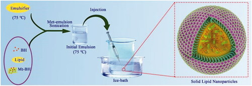 Figure 1. The schematic illustration for the formation of Mt-BH-SLNs. Initial emulsion was obtained by subjecting organic phase containing the emulsifier and the internal aqueous phase containing Mt-BH with met-emulsion sonication. Solid lipid nanoparticles were prepared by injecting the initial emulsion into external aqueous phase with rapid stirring in an ice-water bath.