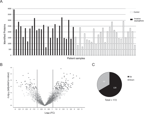 Figure 1. Detection of proteins in human BAL samples by LC-MS/MS analysis. (a) Total numbers of identified proteins in each patient sample. (b) Volcano plot of proteins with different abundance in infected versus non-infected samples. The adjusted p-value is plotted against the expression fold change of all detected proteins within the different groups. Data points in the lower center area of the plots (empty circles) display unchanged or proteins with no significant fold change. Data points in the upper quadrants indicate proteins (filled circles) with significant negative (left) and positive (right) changes in protein abundances, respectively. (c) Graphical overview of the numbers of proteins with increased abundance (Up) and decreased abundance (Down) in IPA patients compared to the control group.
