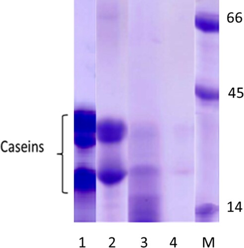 Figure 3. Electrophoresis profile of native casein (1), casein processed by heat (2), hydrolysed by pepsin (3), treated by heat and pepsin (4). Molecular weights markers (M).