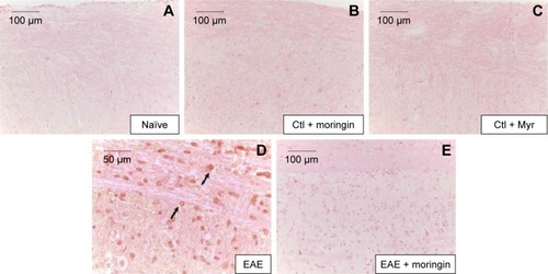 Figure 3 Moringin modulates Fas-ligand expression in EAE.