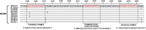 Figure 1. Alignment of the TaqMan real-time RT-PCR amplified region. All of nine MCMV isolates with complete genome were included. Forward and reverse primers and the probe target site are indicated.