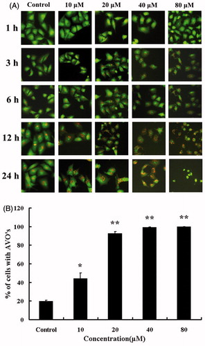 Figure 3. Microscopic detection of AVOs in HBC-A549 cells. Cells were incubated with various concentrations of HBC for different times and stained with acridine-orange. (A) Images were taken with a fluorescence microscope. (B) The percentage of AVO formation was plotted at the different concentrations of HBC. HBC-treaded cells were counted for 100 cells, and more than three areas were selected at random. Data are the means of triplicate experiments; error bars, SE (*p ≤ 0.05, ** p ≤ 0.01).