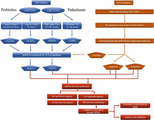 Figure 1. The flow chart of bioinformatics analysis. Caco-2, human epithelial colorectal adenocarcinoma cells; LGG, Lactobacillus rhamnosus GG; B.caccae, Bacteroides caccae; CRC, Colorectal cancer; CR, Colorectum; Fn, Fusobacterium nucleatum; GDC, Genomic Data Commons Data Portal