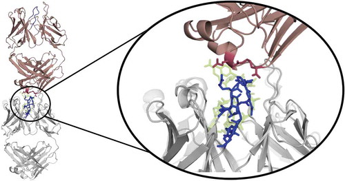 Figure 13. Crystal contacts of the AGless antibody Fab (1HIL) with the tail of a symmetry mate (salmon), which causes a rearrangement of the CDR-H3 loop (blue). The bound X-ray structure (1HIM) is shown in yellow. The residues showing interactions with the CDR-H3 loop are colored red.