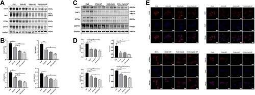 Figure 6 The effect of SP600125 on OVA-induced ER stress. (A and C) Representative blots showing the protein level of CHOP, XBP1, ATF6α and GRP78 in mice and RAW264.7 cells from OVA, OVA + SP600125, OVA + CpG-ODN and OVA + CpG-ODN + SP600125 group. (B and D) Quantification of the expression of CHOP, XBP1, ATF6α and GRP78 as referencing to GAPDH. (E) By using immunofluorescence, the expression of CHOP, XBP1, ATF6α and GRP78 in RAW264.7 was detected by confocal microscopy (magnification ×63 oil). Nuclei were stained by DAPI. The scale bar is 10 μm. Data were expressed as mean ± SEM of six mice per group or three experiments for RAW264.7 cells. *p < 0.05, **p < 0.01, ***p < 0.001.