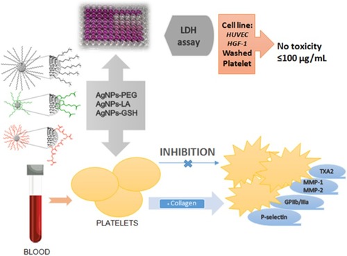 Figure 13 Effects of functionalized AgNPs on human platelet aggregation.Abbreviation: AgNPs, silver nanoparticles.