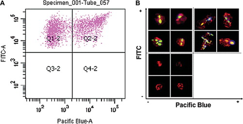 Fig 2. FACS assay for binding and phagocytosis and validation confocal fluorescence microscopy. Test co-incubation samples of C. albicans and PMNs (ratio 3:1) were analyzed by FACS (SI Materials and Methods – online only). (A) A scatter-graph of PMN associated-C. albicans cells plotted as a function of FITC versus CFW fluorescence intensities. Two sub-populations of fungal cells are resolved, corresponding to engulfed (quadrant Q1-2) and adhered (quadrant Q2-2) C. albicans cells. PMNs not associated with C. albicans cells were excluded from the analysis by FACS software. (B) Confocal fluorescence microscopic images of representative sorted cells from quadrants Q1-2 and Q2-2 validating the FACS analysis and gating strategy. Engulfed, FITC-labeled C. albicans cells are visible in the upper-left quadrant, whilst PMNs with adhered fungal cells stained with the cellwall specific dye CFW are shown in the upper-right quadrant. PMNs not associated with C. albicans cells were sorted and visualized (lower-left quadrant), thereby validating the selection of the PMN-specific antibody.