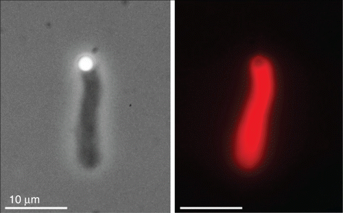 Figure 31. Actin network growth from a polystyrene bead functionalized with an Arp2/3 activator (VCA). Functionalized beads were immersed in a solution that besides actin and Arp2/3 contained few other regulative proteins (here: gelsolin, cofilin, and profilin). The bead size was about 2 μm and images were taken with phase contrast (left) and fluorescence microscopy (right). Actin was labeled with a rhodamine dye. Images were taken by Björn Stuhrmann.