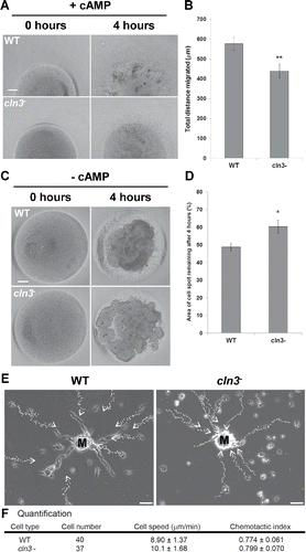 Figure 3. (see previous page) Effect of Cln3-deficiency on cAMP chemotaxis. (A) Cells plated on 0.5% agar/KK2 + cAMP (10 μM). Pictures of cell spots were taken at 0 and 4 hours. Scale bar = 200 µm. (B) Quantification of the total distance migrated by cells after 4 hours. Data presented as the mean total distance migrated ± SEM (n=14). **p-value < 0.01 (2-sample t-test). (C) Cells plated on 0.5% agar/KK2. Pictures of cell spots were taken at 0 and 4 hours. Scale bar = 100 µm. (D) Quantification of the cell spot area that remained after 4 hours of starvation. Data presented as the mean area of cell spot remaining after 4 hours ± SEM (n = 14). *p-value < 0.05 (2-sample t-test). (E) The panels show the centroid tracks of 14 WT cells (left) and 12 cln3− cells (right) migrating in KK2 buffer toward natural aggregation territories (i.e., mounds, denoted M). Scale bar = 50 µm. (F) Quantitation of motility parameters. Speed and chemotactic index (CI) were measured as described in the Materials and Methods. Data presented as mean ± SD (n = 3). Statistical significance was assessed using the 2-sample t-test. The p-values obtained were 0.361 and 0.063 for CI and cell speed, respectively.