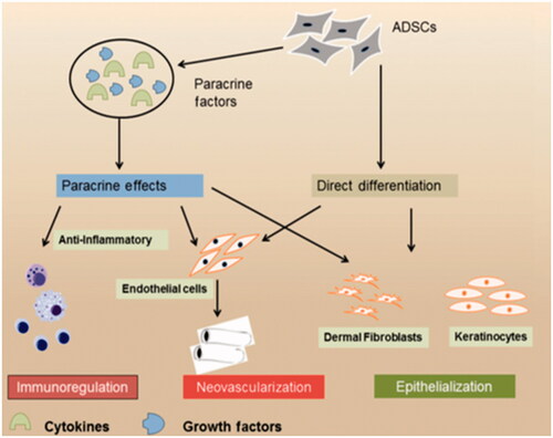 Figure 1. Showing potential mechanism of skin repair by ASCs. This figure was adapted from [Citation46] with copyright permission.