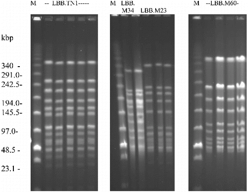 Figure 2. SmaI-macrorestriction profiles of fast-acidifying S. thermophilus isolates, corresponding to strains LBB.TN1, LBB.M34, LBB.M23 and LBB.M60. M-PFGE DNA size standard.
