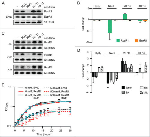 Figure 2. Conserved changes in the level of RcsR1 (SmelC587) at high salinity and low temperature. (A) Northern blot analysis of total RNA isolated from S. meliloti Sm2B3001 cultures at OD600 of 1.0, which were subjected to the indicated stress conditions: 10 min exposure to 1 mM (H202), 30 min to 500 mM NaCl (NaCl), 30 min to 20°C (20°C) and 5 min to 40°C (40°C). -, RNA from non-stressed, control culture kept at 30°C. Hybridization was performed with probes specific for RcsR1, EcpR1 and the loading control 5S rRNA. (B) Quantification of Northern blot signals. RcsR1 and EcpR1 signal intensities were normalized to 5S rRNA signal intensities. Normalized signal intensities in the non-stressed culture were set to 1 and fold changes after exposure to stress were calculated. The graph shows results from 2 independent experiments with technical duplicates (means and error bars depicting the standard deviation). Representative Northern blots are shown in panel A). (C) Northern blot analysis of total RNA from S. fredii MSDJ 1536 (Sfr), R. etli CFN42 (Ret) and A. tumefaciens NTL4 (Atu) cultures exposed to stress at OD600 of 1.0. For other descriptions see panel A). (D) Quantification of Northern blot signals from 2 independent experiments with technical duplicates including the results shown in panel C) (for S. fredii, R. etli and A. tumefaciens) and A) (for S. meliloti). For other descriptions see panel B). (E) Growth curves of S. meliloti 2011 empty vector control (EVC) and strains overexpressing RcsR1 or its derivative RcsR1mut1 (see also Fig. 3B). NaCl concentration (in mM) in the growth medium is indicated. Shown are results from 2 independent experiments (means and error bars depicting the standard deviation).