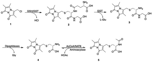 Figure 1. The mercapturic acid pathway, as illustrated with the biotransformation of monochlorobimane. GSH: glutathione; GST: glutathione transferase; GGT: γ-glutamyltransferase; NAT8: Cys S-conjugate N-acetyltransferase; AcCoA: acetyl-CoA; 1, monochlorobimane; 2, l-γ-glutamyl-S-[(2,5,6-trimethyl-1,7-dioxo-1H,7H-pyrazolo[1,2-a]pyrazol-3-yl)methyl]-l-Cys-Gly; 3, S-[(2,5,6-trimethyl-1,7-dioxo-1H,7H-pyrazolo[1,2-a]pyrazol-3-yl)methyl]-l-Cys-Gly; 4, S-[(2,5,6-trimethyl-1,7-dioxo-1H,7H-pyrazolo[1,2-a]pyrazol-3-yl)methyl]-l-Cys; 5, N-acetyl-S-[(2,5,6-trimethyl-1,7-dioxo-1H,7H-pyrazolo[1,2-a]pyrazol-3-yl)methyl]-l-Cys.