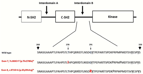 Figure 2 This is a schematic structure of the affected sites of ZAP70 protein. ZAP70 protein domains are the amino-terminal SH2 domain (N-SH2), interdomain A, carboxy-terminal SH2 domain (C-SH2), interdomain B and lastly the kinase domain of the protein. The tandem SH2 domains interact with the doubly phosphorylated tyrosine-based activation motif of CD247/CD3Z. Also, both mutations in this case occur in the interdomain B. The interdomain B region contains three tyrosine (Tyr-292, Tyr-315, Tyr-319) that are phosphorylated after T cell receptor activation. Interestingly, (p.Gly291Arg) mutation is immediately next to Tyr-292 and it may impact the ZAP70 protein as resulted in this case, notable (p.Thr278Ile) and (p.Gly291Arg) mutations are on opposite chromosomes.