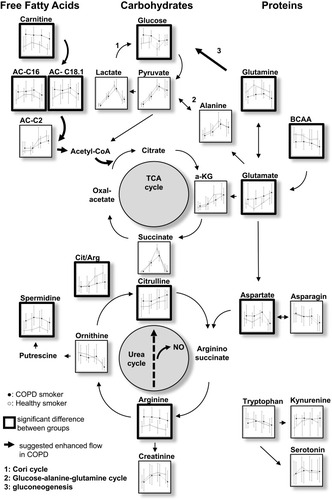 Figure 5 Overview of the analyzed metabolites and major pathways involved in energy metabolism, TCA cycle and urea cycle. Each small figure represents the median data for both groups and time points. Tryptophan and its metabolites are depicted on the bottom right.