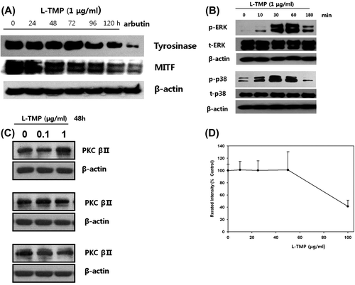 Fig. 5. Effects of L-TMP on melanogenic protein expression and the ERK, p38 and PKC pathways in NHMs.