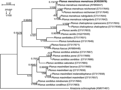 Figure 1. The phylogenetic tree obtained in MrBayes for nd2 gene indicating that the studied individual (bolded) belongs to P. menstruus menstruus. The parrot is kept in aviculture and its blood sample from which DNA was isolated is available in the laboratory at the Department of Genetics in Wroclaw University of Environmental and Life Sciences under the number ADUAKPM02. All P. menstruus subspecies create a significant monophyletic clade but P. sordidus subspecies are separated by the clade of P. maximiliani. It implies that P. sordidus is a polyphyletic taxon and should be revised. Values at nodes, in the order shown, indicate posterior probabilities found in MrBayes (PP) and bootstrap percentages calculated in TreeFinder (BP). In the MrBayes (Ronquist et al. Citation2012) analysis, separate mixed substitution models were assumed for three codon positions with information about heterogeneity rate across sites as proposed by PartitionFinder (Lanfear et al. Citation2012). We applied two independent runs, each using four Markov chains. Trees were sampled every 100 generations for 10,000,000 generations. After obtaining the convergence, trees from the last 4,717,000 generations were collected to compute the posterior consensus. In the case of TreeFinder (Jobb et al. Citation2004), the separate substitution models were selected for three codon positions according to Propose Model module in this program, and 1000 replicates were assumed in the bootstrap analysis. The posterior probabilities <0.5 and bootstrap percentages <50 were marked by a dash ‘-’.