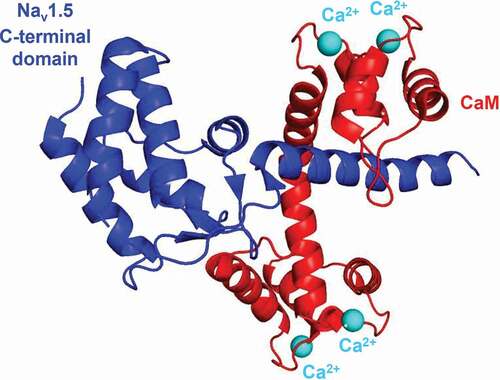 Figure 4. Connection of the Ca2+/CaM complex to the Na+ channel. Crystal structure shows the human Nav – Ca2+/CaM complex (PBD ID: 6MUD [Citation106]) designed by PyMol Software [Citation106]. Blue shows the C-terminal region of the Nav1.5 α subunit, while red shows the CaM with 4 Ca2+ ions bound (cyan spheres). CaM, calmodulin