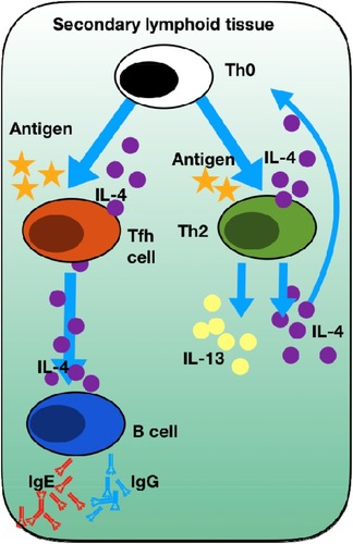 Figure 4 Summary of IL-4 in establishing T2 inflammation. Naive T helper cells (Th0) can only undergo differentiation into Th2 cells upon antigen presentation by dendritic cells in the presence of IL-4. This is a key step in the establishment of Th2 mediated inflammation. Tfh cells in the presence of antigen and IL-4 undergo activation to produce further IL-4 that is essential for the induction of B cell-dependent production of IgE and IgG.