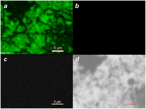 Figure 3. Laser scanning confocal fluorescence of MGNCs at different excitation wavelengths: (a) 488, (b) 546, (c) 647 nm. (d) Corresponding transmission image.