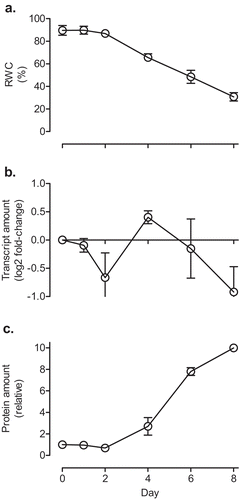 Figure 4. The relative water content (a), GPT3 transcript amount (b) and AOX protein amount (c) of Nicotiana tabacum (leaf 5) in response to water deficit. Plants were grown at ACO2 and were watered daily for 21 days. Plants were then given a final watering (Day 0 on the graph), after which time water was withheld. The GPT3 transcript amounts were normalized to that of a reference gene (GPT1) and are relative to the amount in the well-watered (Day 0) plants (log2 fold-change). GPT1 was used as the reference gene (rather than EF1, as used in Figure 3) since GPT1 amounts remained stable in response to water deficit, while EF1 amounts did not. The AOX protein amounts were normalized to the protein amount in the well-watered (Day 0) plants, which was set to 1. Data are the mean ± SEM of three independent experiments (n = 3). For each independent experiment and treatment, leaf tissue pooled from three replicate plants was used for RNA and protein isolation, as well as determination of relative water content. Protein and RNA were analyzed by Western blot and qPCR, respectively, as described in Figures 1 and 3.